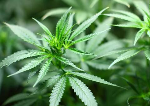 Primeiro produto à base de maconha é aprovado pela Anvisa