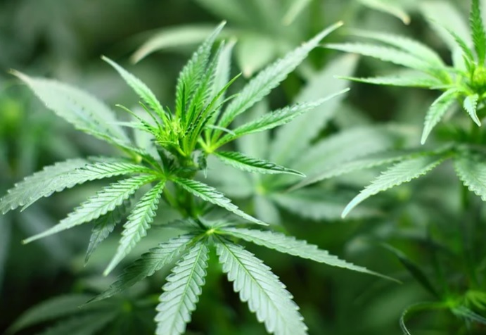 Primeiro produto à base de maconha é aprovado pela Anvisa