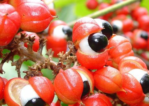 Benefícios e efeitos colaterais do guaraná