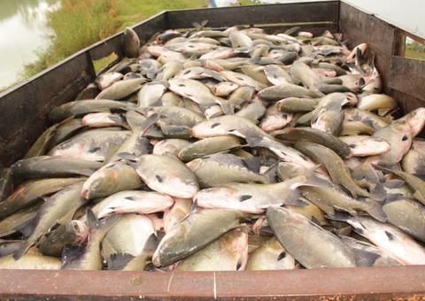 Vendas de pescado no Amazonas atinge 1,1 mil toneladas na Semana Santa