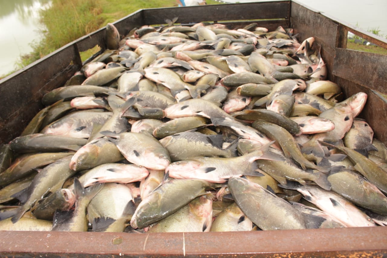 Vendas de pescado no Amazonas atinge 1,1 mil toneladas na Semana Santa