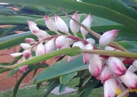 Planta afrodisíaca previne doença e melhora o sexo; saiba mais