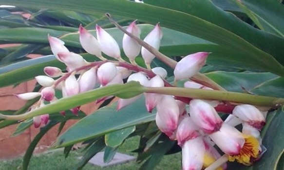 Planta afrodisíaca previne doença e melhora o sexo; saiba mais