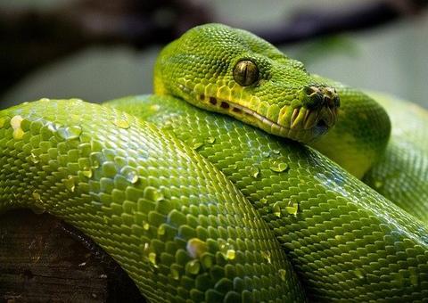 Cientistas descobrem nova espécie de serpente e batizam em homenagem a bruxo de 'Harry Potter'