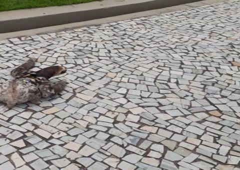 Sem movimentação de pessoas, bicho-preguiça é flagrado ‘passeando’ na Ponta Negra    
