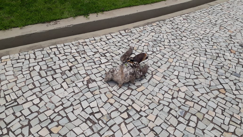 Sem movimentação de pessoas, bicho-preguiça é flagrado ‘passeando’ na Ponta Negra    
