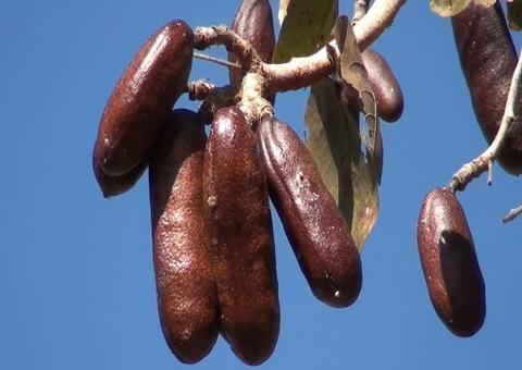 Jatobá fortalece imunidade e combate vírus e bactérias