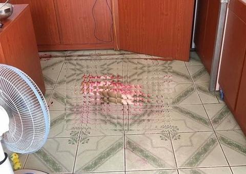 Em cena traumatizante cãozinho ‘quase mata’ donos do coração; verdade é revelada