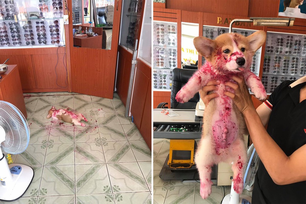 Em cena traumatizante cãozinho ‘quase mata’ donos do coração; verdade é revelada