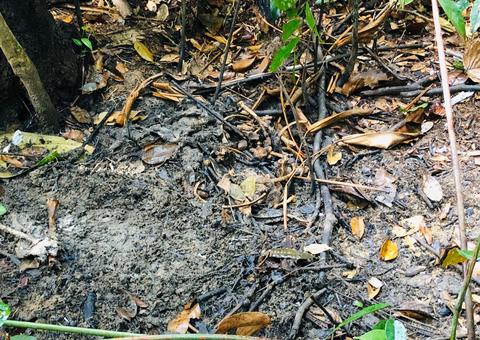 IML recolhe restante da ossada humana de manicure que estava desaparecida em Manaus  