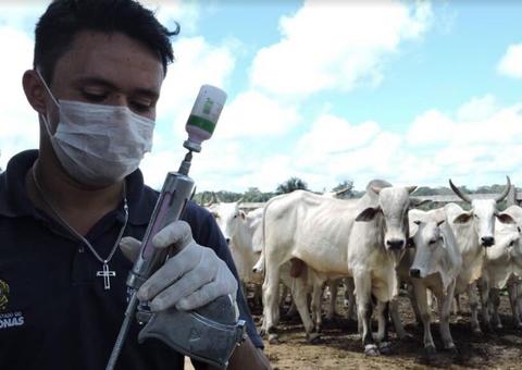 Campanha de vacinação contra febre aftosa é prorrogada em 41 municípios do Amazonas 