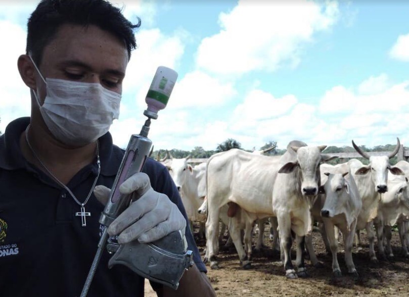 Campanha de vacinação contra febre aftosa é prorrogada em 41 municípios do Amazonas 