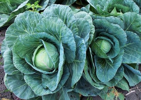 Couve, brócolis e repolho previnem doença gravíssima. Saiba mais