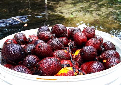 Buriti auxilia no combate da psoríase e previne doenças cardiovasculares