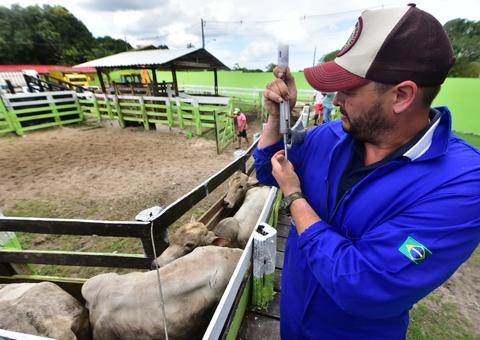 Amazonas pode ter área reconhecida como livre de febre aftosa sem vacinação