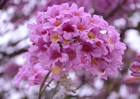 Planta combate hemorroidas e estimula imunidade; conheça
