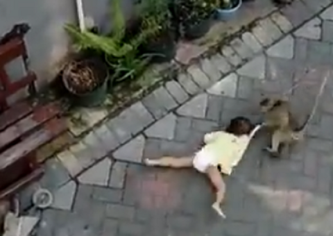 Criança é arrastada por macaco pela rua; veja o vídeo 