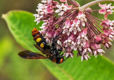 Devastados por coronavírus, Estados Unidos enfrenta chegada de vespas assassinas