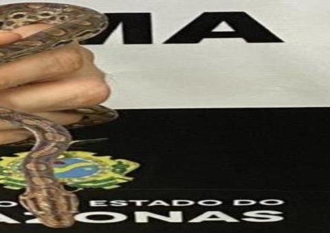 Cobra e peixes vivos são encontrados em meio à encomendas dos Correios em Manaus