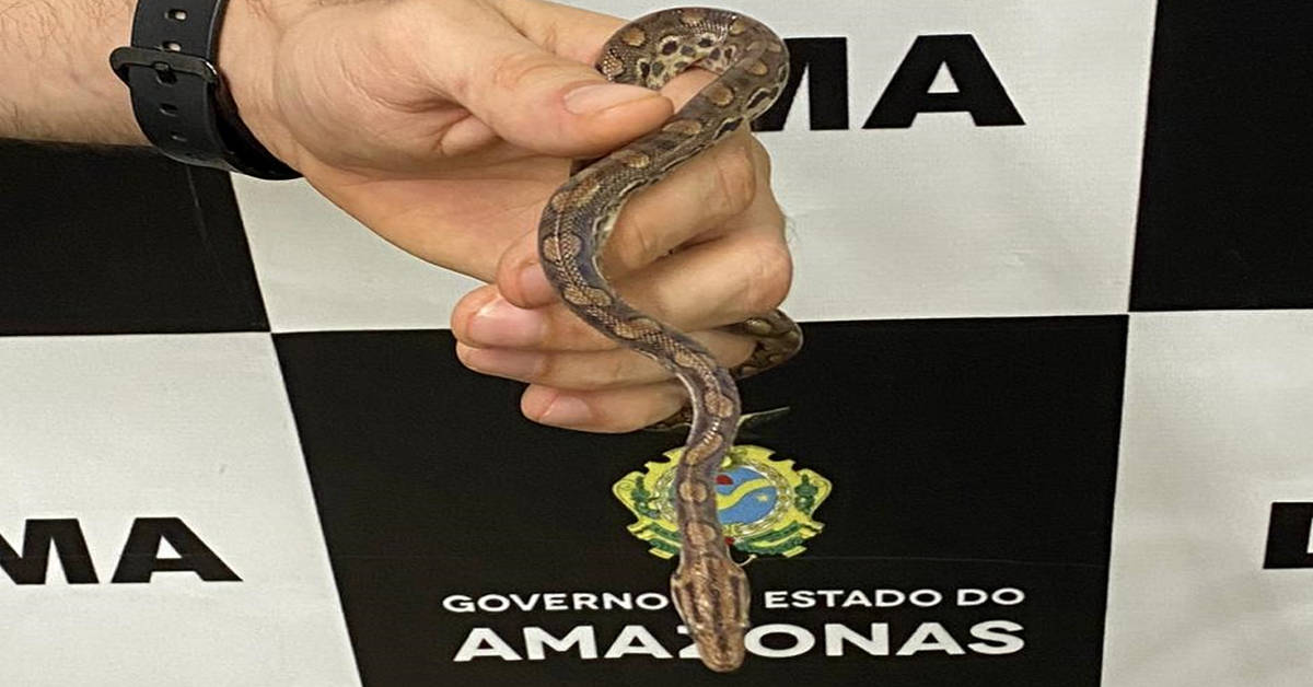 Cobra e peixes vivos são encontrados em meio à encomendas dos Correios em Manaus