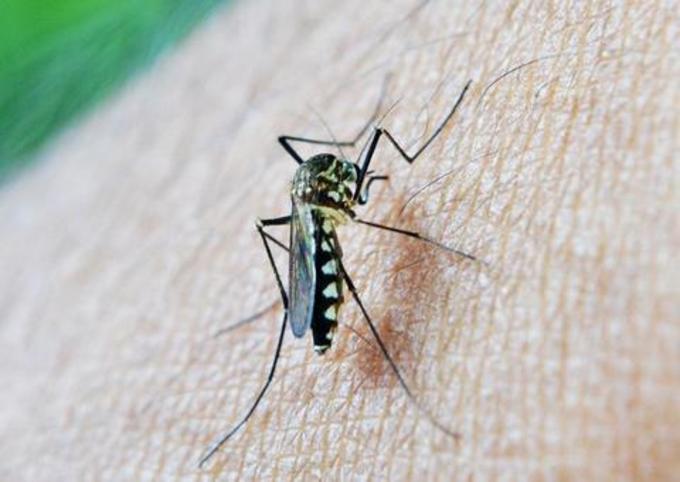 Manaus registra redução de quase 9% nos casos de malária