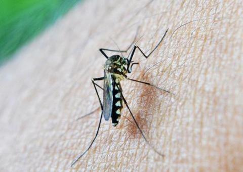 Manaus registra redução de quase 9% nos casos de malária