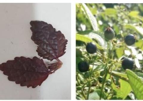 Compostos de plantas da Amazônia podem combater radicais livres