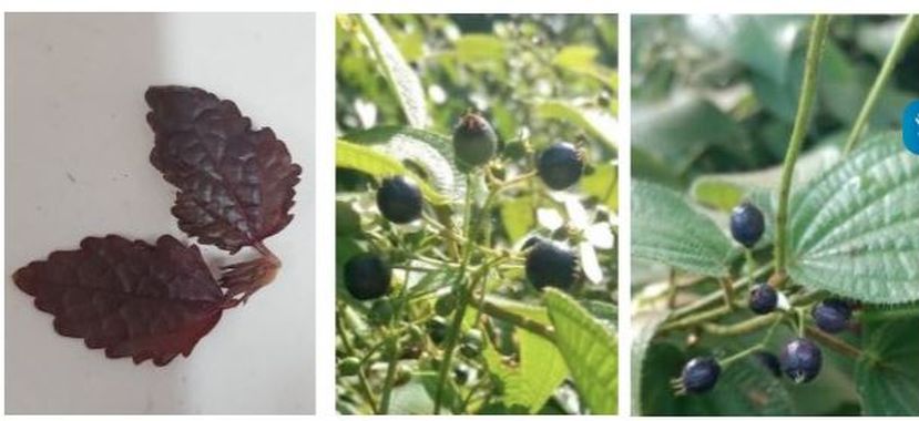 Compostos de plantas da Amazônia podem combater radicais livres