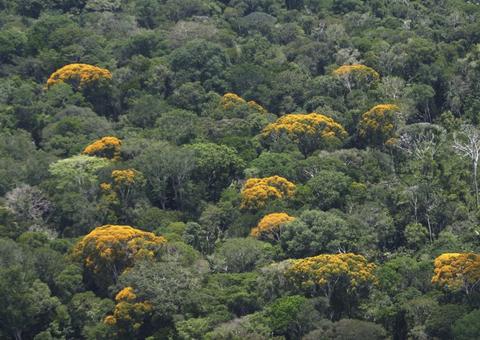No Amazonas, Sema apresenta avanços da Lei de Serviços Ambientais