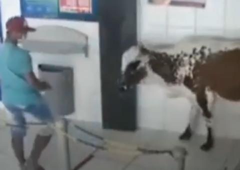 Boi invade loteria e 'expulsa' quem sacava auxílio emergencial 