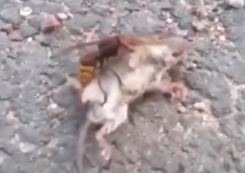 Vídeo de vespa assassina matando rato viraliza e assusta pela rapidez 