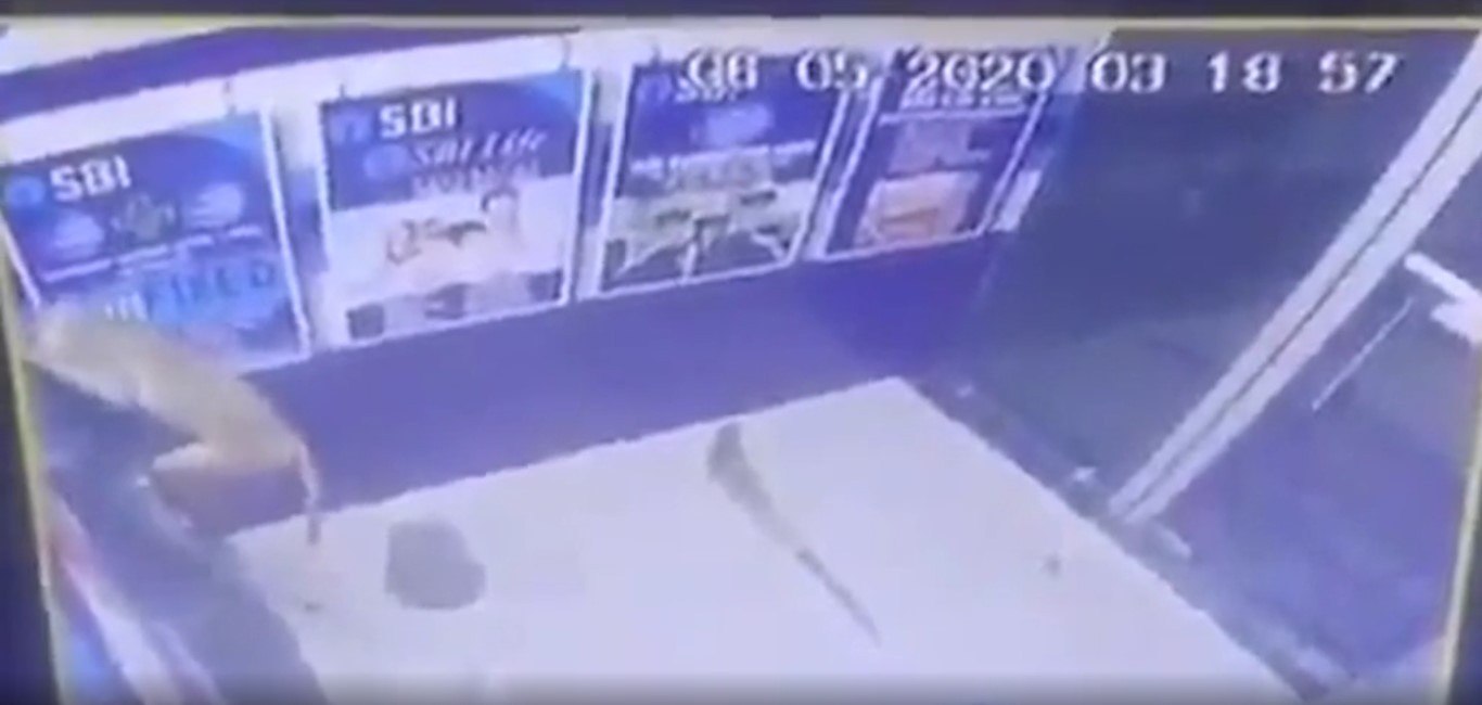 Macaco é flagrado 'arrombando' caixa eletrônico