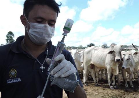Após passar em 41 municípios, ‘Amazonas sem Febre Aftosa’ encerra na próxima sexta