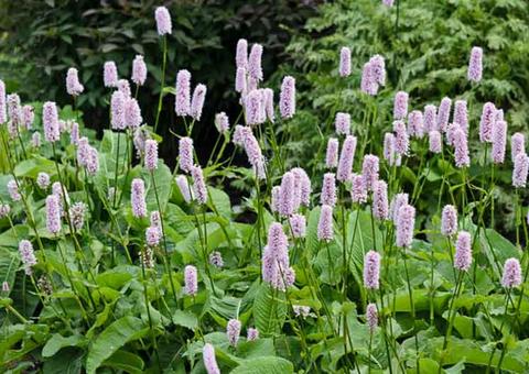 Conheça as ervas medicinais capazes de acabar com o corrimento vaginal