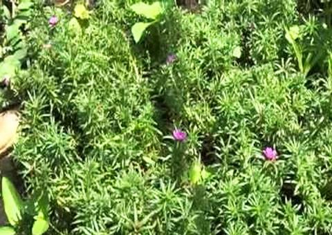 Benefícios do amor crescido vão além de para cabelos; saiba mais