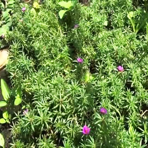 Benefícios do amor crescido vão além de para cabelos; saiba mais