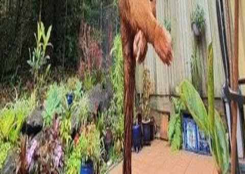 Vídeo impressionante flagra píton gigante engolindo gambá no quintal de casa