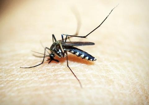 Manaus registra redução no mês de abril dos casos de dengue 