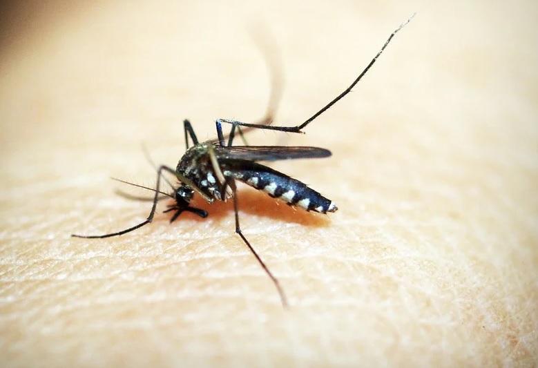 Manaus registra redução no mês de abril dos casos de dengue 
