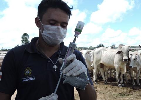 Vacinação contra febre aftosa tem novo prazo em 41 municípios do Amazonas 