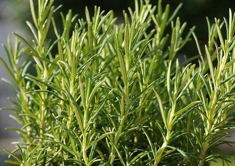 Alecrim relaxa sistema nervoso, conheça mais benefícios 