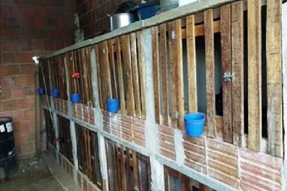 27 pessoas são detidas por descumprir isolamento social para realizar rinha de galo 