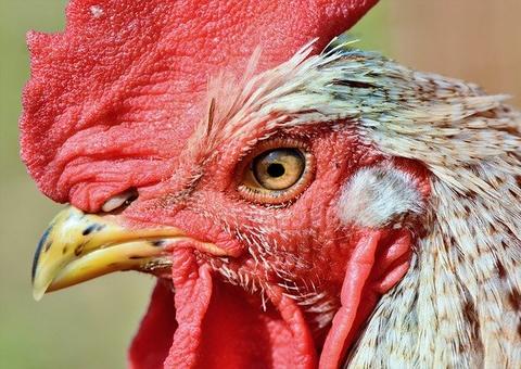 27 pessoas são detidas por descumprir isolamento social para realizar rinha de galo 