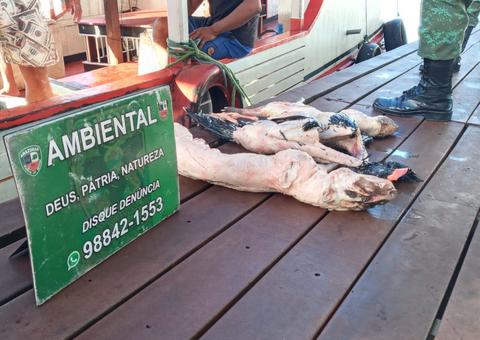 Toneladas de pescado e carne de animais silvestres são apreendidas em Manaus