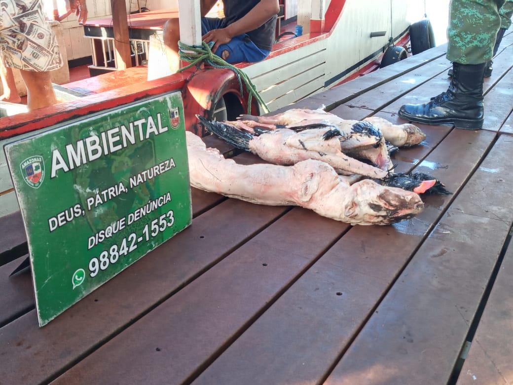 Toneladas de pescado e carne de animais silvestres são apreendidas em Manaus
