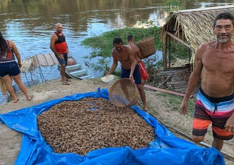 Tapauá terá usina de castanha-do-brasil para produção de 80 toneladas por ano