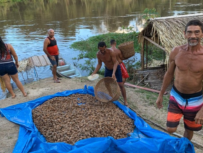 Tapauá terá usina de castanha-do-brasil para produção de 80 toneladas por ano