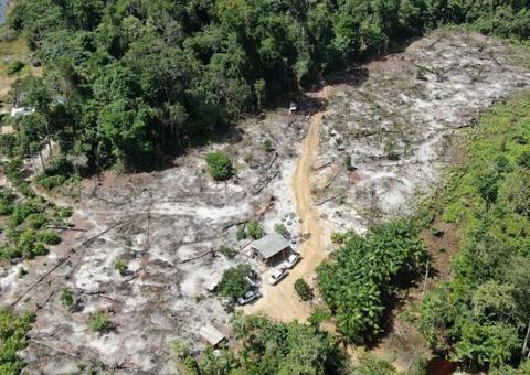Ação desarticula grupo criminoso responsável por desmatamento ilegal no Amazonas