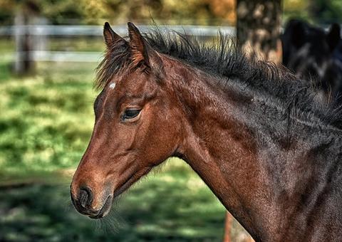 Cavalos podem ajudar a combater a Covid-19; entenda