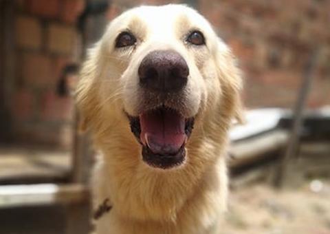 Jovem diz que cachorro de estimação foi morto em ação policial e denuncia caso em rede social, em Manaus 